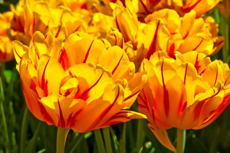 Group of yellow tulips  Spring landscape の写真素材
