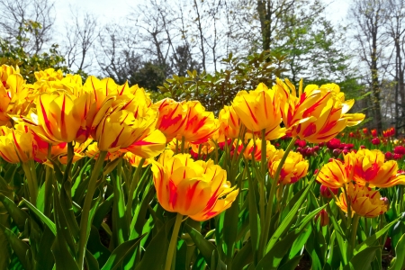 Group of yellow tulips in a forest  Spring landscape の写真素材