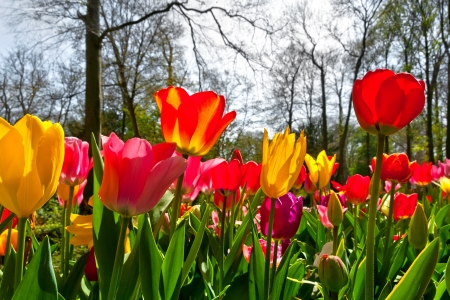 Colorful tulips in the park  Spring landscape の写真素材