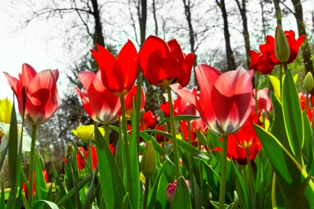 Group of red tulips on a background of forest  Spring landscape の写真素材
