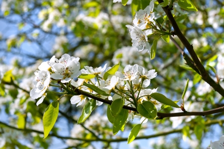 A branch of apple blossoms  Spring landscape の写真素材
