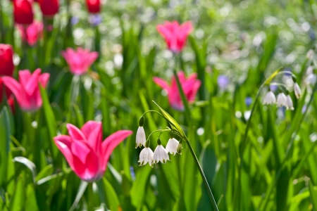 Tulips and lilies of the valley  Floral pattern   Panorama  Spring landscape の写真素材