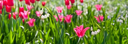 Tulips and lilies of the valley  Floral pattern   Panorama  Spring landscape  の写真素材