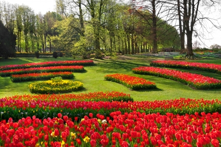 Group of red tulips in the park  Spring landscape の写真素材