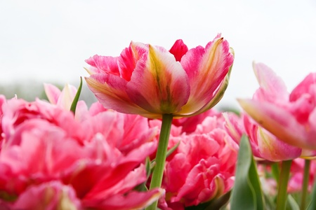Group of pink tulips on a white background  Panorama  Spring landscapeの写真素材