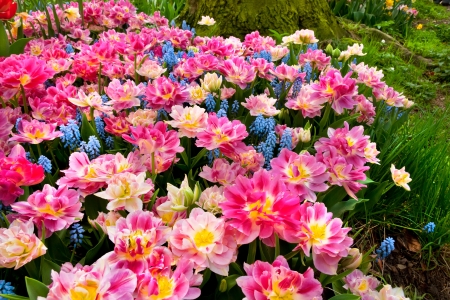 Group of pink tulips on a background of forest  Spring landscape の写真素材
