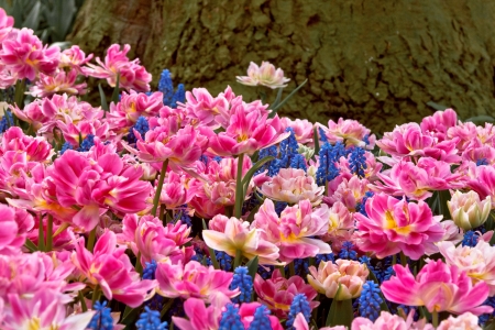 Group of pink tulips on a background of forest  Spring landscape の写真素材