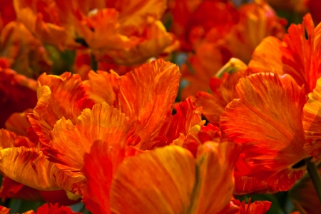 Group of red tulips  Spring landscape の写真素材