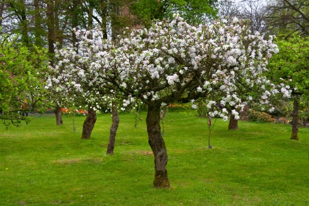 Apple blossom in the park  Spring landscape の写真素材