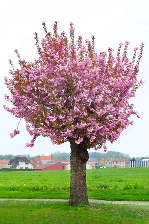 Lonely blossoming cherry  Spring landscape の写真素材