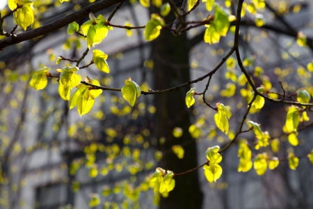 Spring in the city  The urban landscape の写真素材