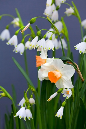 A group of white Narcissus  Spring landscape の写真素材