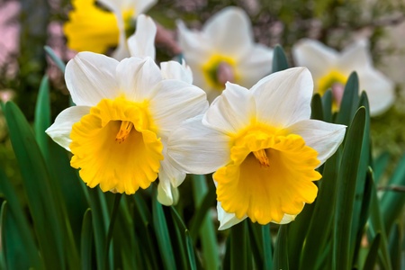 A group of white Narcissus  Spring landscape の写真素材