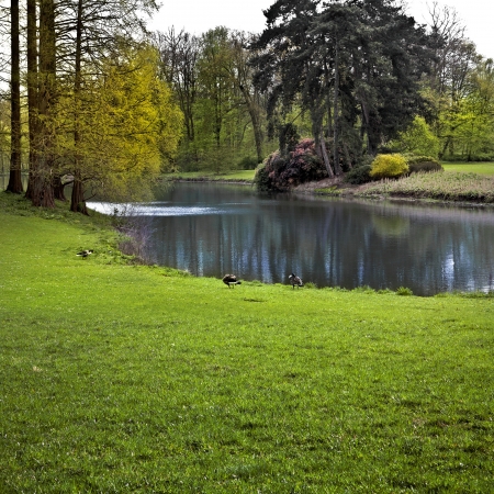 Spring Park  Lake in the spring park  Birds on the lake の写真素材