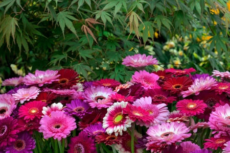 Bouquet of pink  gerbers  Floral pattern の写真素材