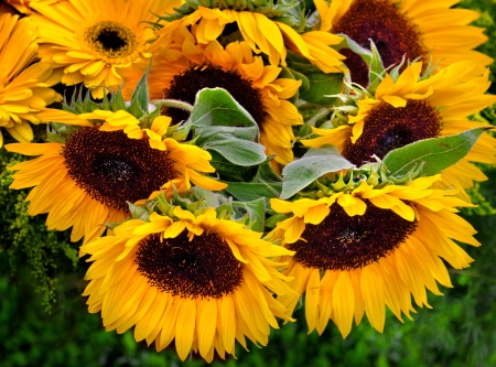 Bouquet of sunflowers  Floral background の写真素材