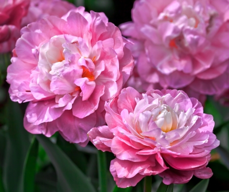 Bouquet of pink peonies. Floral pattern.の写真素材