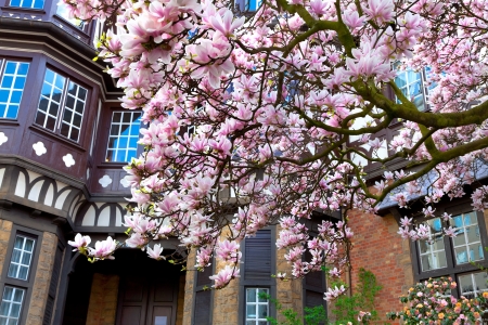 Blooming magnolia in the city. City landscape.の写真素材