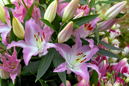 Bouquet of purple lilies. Floral pattern. の写真素材