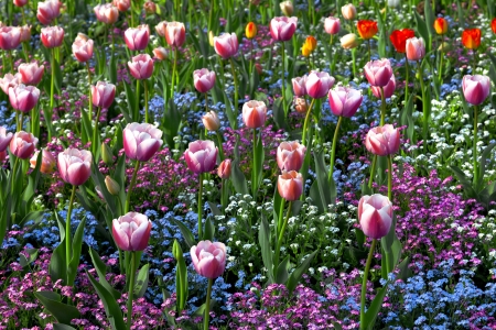 Group of tulips and forget-me-not. Spring landscape.の写真素材