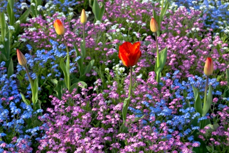 Group of tulips and forget-me-not. Spring landscape.の写真素材
