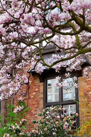 Blooming magnolia in the city. City landscape.の写真素材