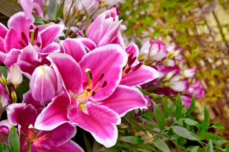 Bouquet of purple lilies. Floral pattern. の写真素材