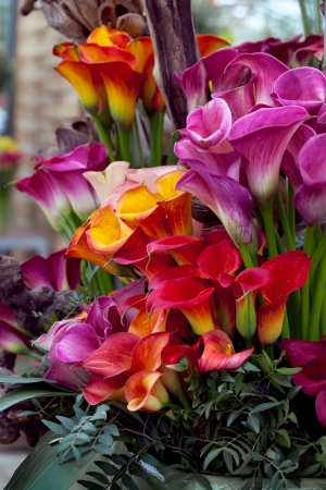 Bouquet of multicolored calla lilies. Floral pattern. Close-up. Abstract background.の写真素材