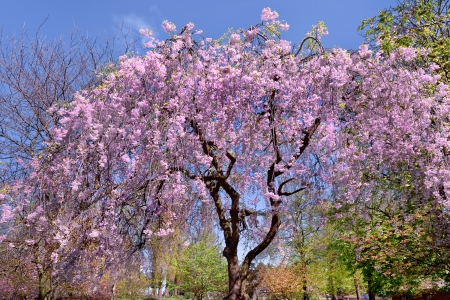 Cherry blossoms. Spring landscape. Spring day.の写真素材