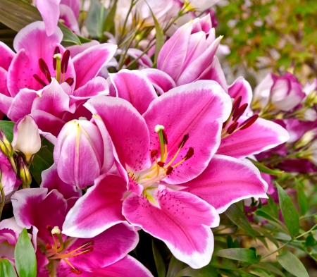 Bouquet of purple lilies. Floral pattern. の写真素材