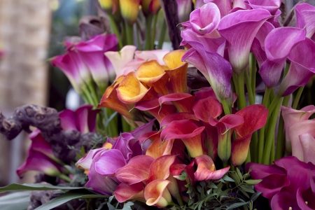 Bouquet of multicolored calla lilies. Floral pattern. Close-up. Abstract background.の写真素材