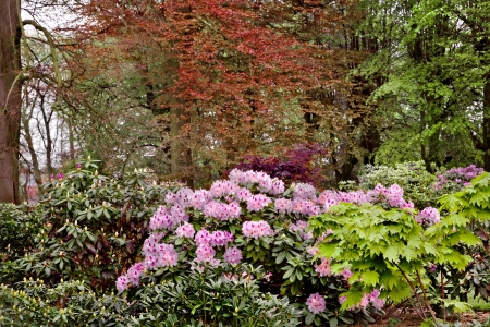 Shrubs flowering azaleas in the park. Spring landscape.の写真素材