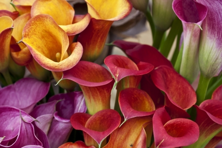 Bouquet of multicolored calla lilies. Floral pattern. Close-up. Abstract background.の写真素材