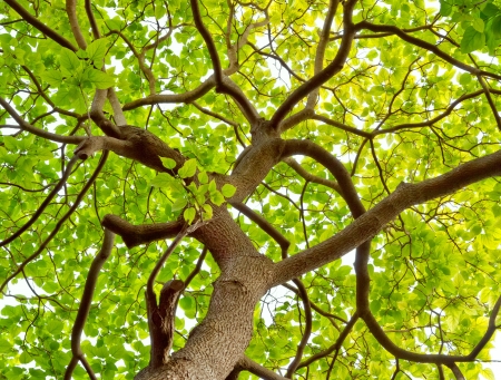 Branches and trunk of tree in spring. Spring landscape.の写真素材
