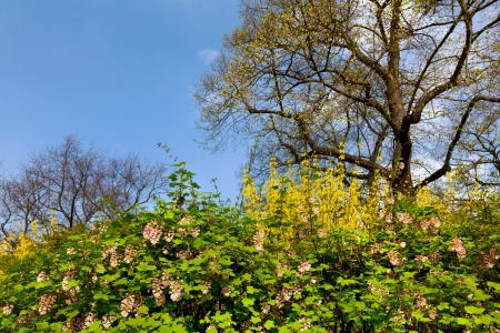 Flowers and trees in spring park. Panorama. Spring landscape.の写真素材