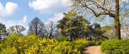 Flowers and trees in spring park. Footpath. Panorama. Spring landscape.の写真素材