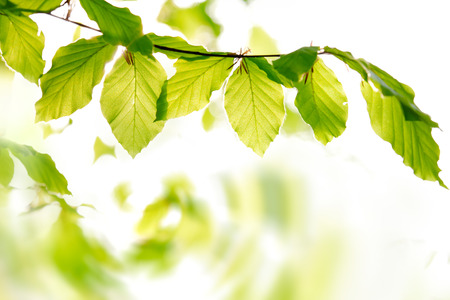 Young Leaves In Forest. Spring Leaves. Fresh Green Leaves In Forest.