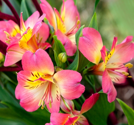 A bouquet of flowers. Floral pattern.の写真素材