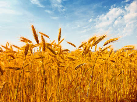 Rye field. Rye ears. Summer landscape.の写真素材