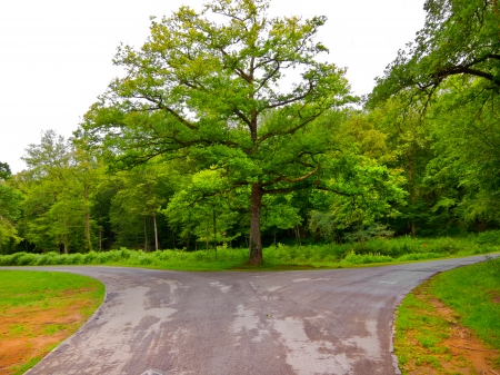 Path in the park. Summer landscape.の写真素材