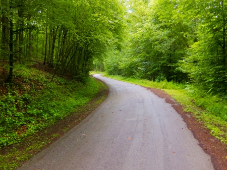 Path in the park. Summer landscape.の写真素材