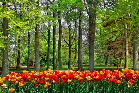 Colorful tulips in the park. Spring landscape.の写真素材