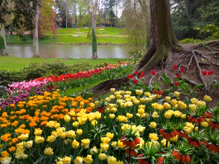 Colorful tulips in the park. The lake in the park. Spring landscape.の写真素材