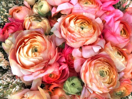 Bouquet of pink peony. Floral pattern.の写真素材