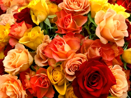 A bouquet of multicolored roses. Floral pattern.の写真素材