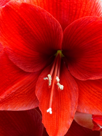 Red amaryllis flower.の写真素材