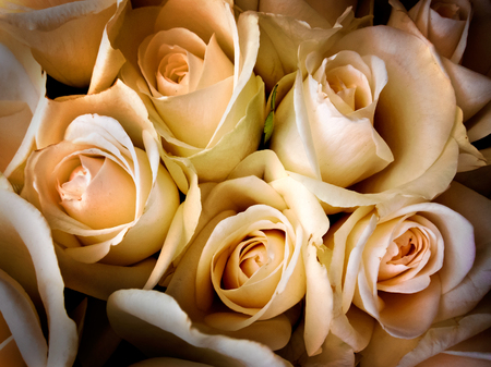 A bouquet of cream roses. Floral pattern.の写真素材