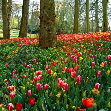 Colorful tulips in the park. Spring landscape.の写真素材