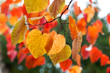 Tree branch with autumn leaves. の写真素材