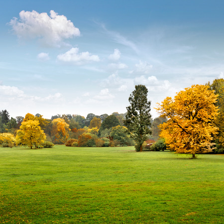 Panorama. Beautiful autumn trees. Autumn landscape.の写真素材